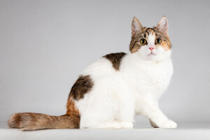 Собаки и кошки в добрые руки