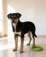 Собаки и кошки в добрые руки