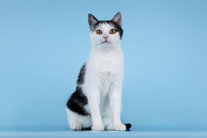 Собаки и кошки в добрые руки