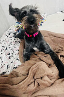 Собаки и кошки в добрые руки