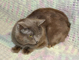 Собаки и кошки в добрые руки