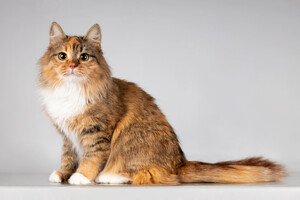 Собаки и кошки в добрые руки