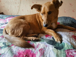 Собаки и кошки в добрые руки