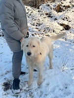 Собаки и кошки в добрые руки