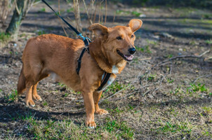 Собаки и кошки в добрые руки