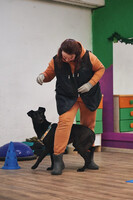 Собаки и кошки в добрые руки