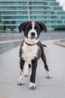 Собаки и кошки в добрые руки