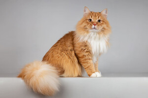 Собаки и кошки в добрые руки