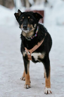 Собаки и кошки в добрые руки