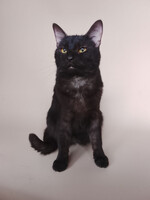 Собаки и кошки в добрые руки