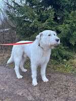 Собаки и кошки в добрые руки