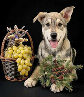 Собаки и кошки в добрые руки