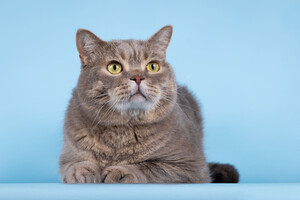 Собаки и кошки в добрые руки