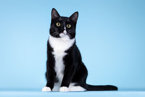 Собаки и кошки в добрые руки