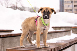 Собаки и кошки в добрые руки