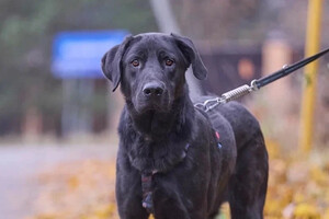 Собаки и кошки в добрые руки