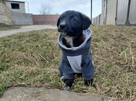 Собаки и кошки в добрые руки