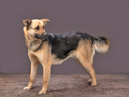 Собаки и кошки в добрые руки