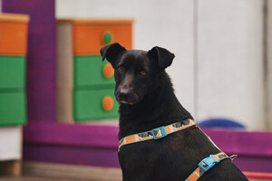 Собаки и кошки в добрые руки