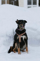 Собаки и кошки в добрые руки