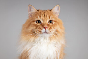 Собаки и кошки в добрые руки