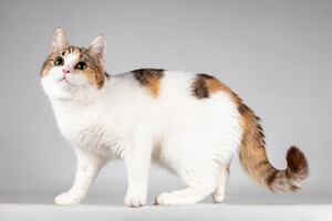 Собаки и кошки в добрые руки