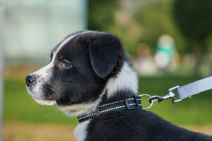 Собаки и кошки в добрые руки