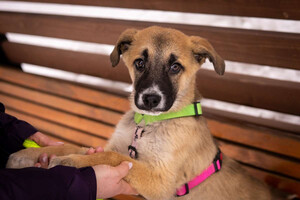 Собаки и кошки в добрые руки