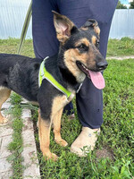 Собаки и кошки в добрые руки