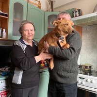 Собаки и кошки в добрые руки