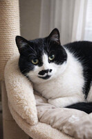 Собаки и кошки в добрые руки