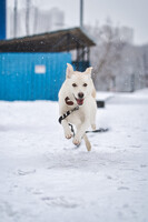 Собаки и кошки в добрые руки