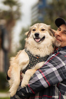 Собаки и кошки в добрые руки