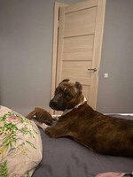 Собаки и кошки в добрые руки