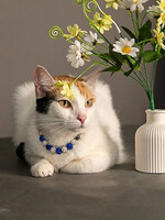 Собаки и кошки в добрые руки