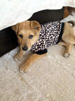 Собаки и кошки в добрые руки