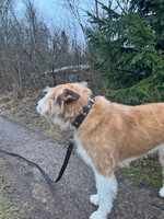 Собаки и кошки в добрые руки