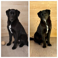 Собаки и кошки в добрые руки