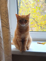 Собаки и кошки в добрые руки