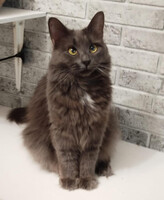 Собаки и кошки в добрые руки