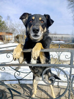 Собаки и кошки в добрые руки