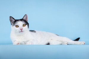 Собаки и кошки в добрые руки