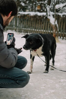 Собаки и кошки в добрые руки