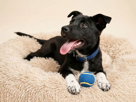 Собаки и кошки в добрые руки