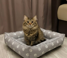 Собаки и кошки в добрые руки