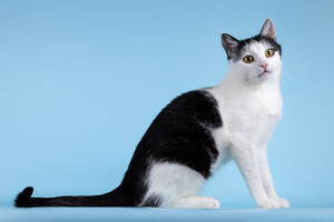 Собаки и кошки в добрые руки