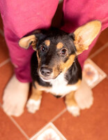 Собаки и кошки в добрые руки