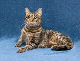 Собаки и кошки в добрые руки