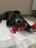 Собаки и кошки в добрые руки