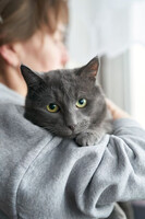 Собаки и кошки в добрые руки